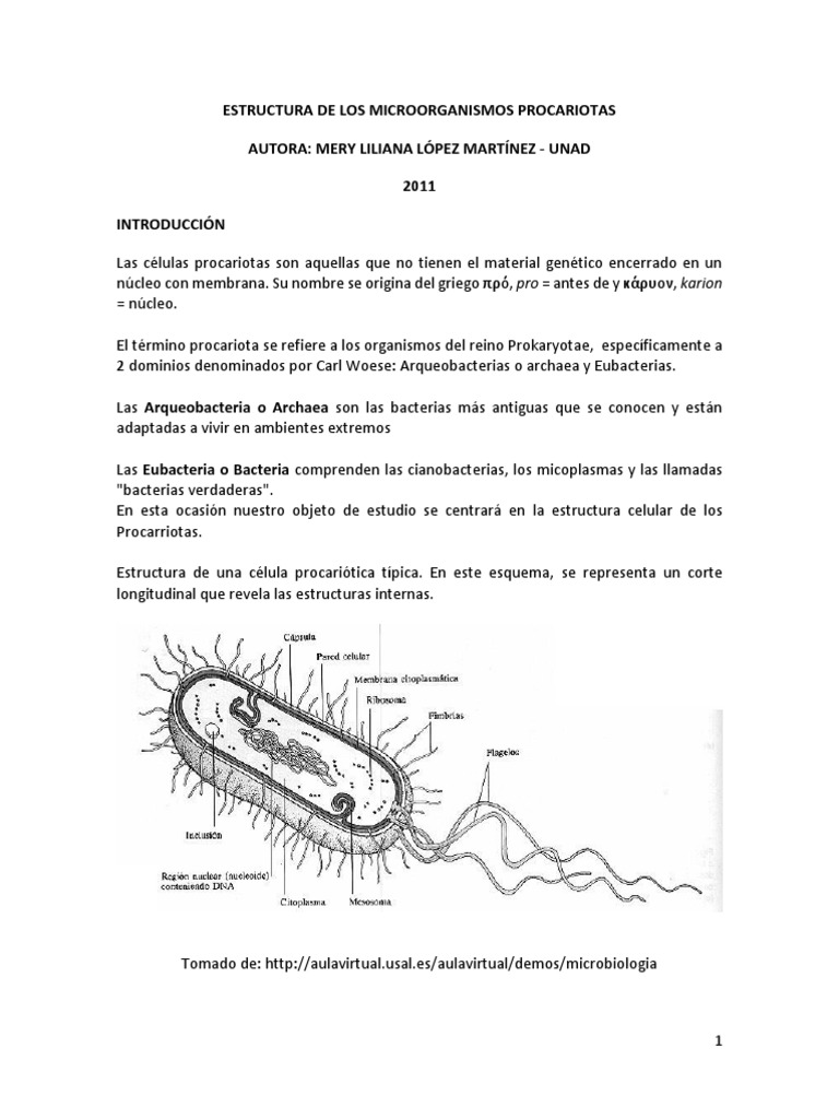 Celulas Procarioticas PDF | PDF | Las bacterias | Bacterias Gram Positivas