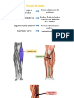Músculos del antebrazo: flexión, extensión y supinación