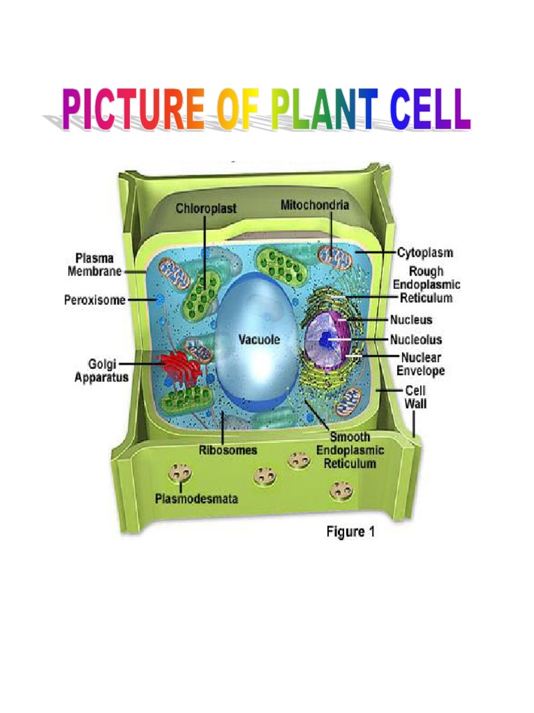 Different Parts and Functions of Plant Cell | Cytoplasm | Cell (Biology)