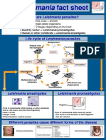 Life Cycle of Leishmania Parasites