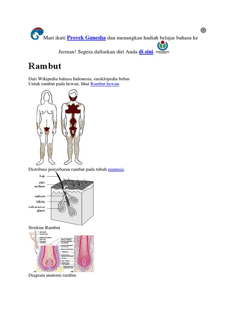 Organ Tubuh Bahasa  Indonesia Blog Kesehatan Anda