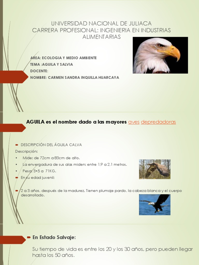 Exponer Aguila y Salvia | PDF | Naturaleza