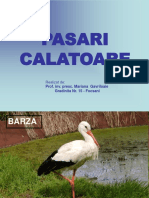 Pasari Calatoare