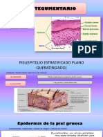 Funciones y estructuras de la piel