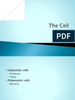 Copy of Copy of the Prokaryotic Cell