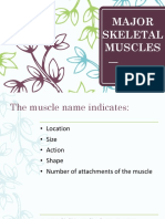 Major Skeletal Muscles