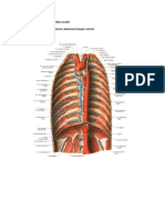Revisi Gambar Tugas Wajib Cardiovascular 5G. Diafragma Dan Dinding Posterior Abdomen Tampak Ventral