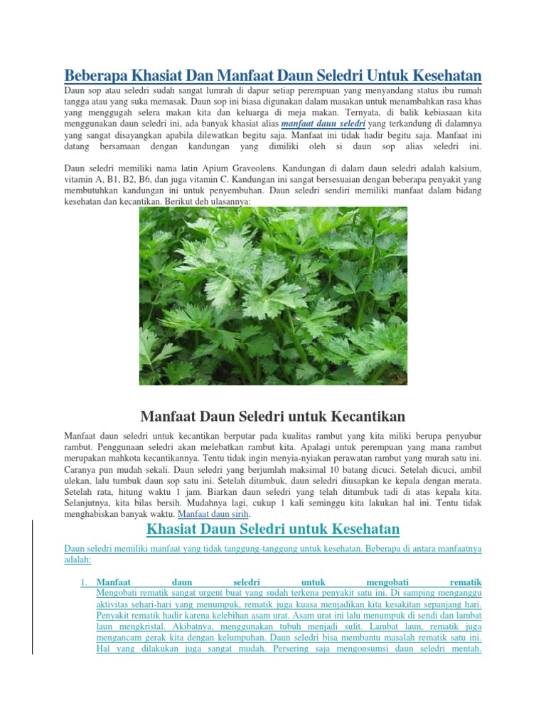 Beberapa Khasiat Dan Manfaat Daun Seledri Untuk Kesehata1docx