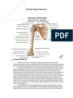Anatomi Fisiologi Tulang Humerus