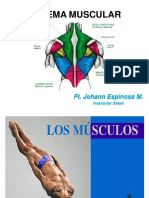 Sistema Muscular PDF
