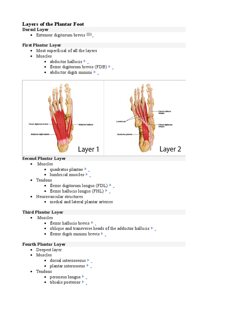 Layers of The Plantar Foot PDF Foot Lower Limb Anatomy
