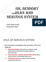 Neuron, Sensory Organ and Nervous System: Chew Woei Hong Pang Shan Shan