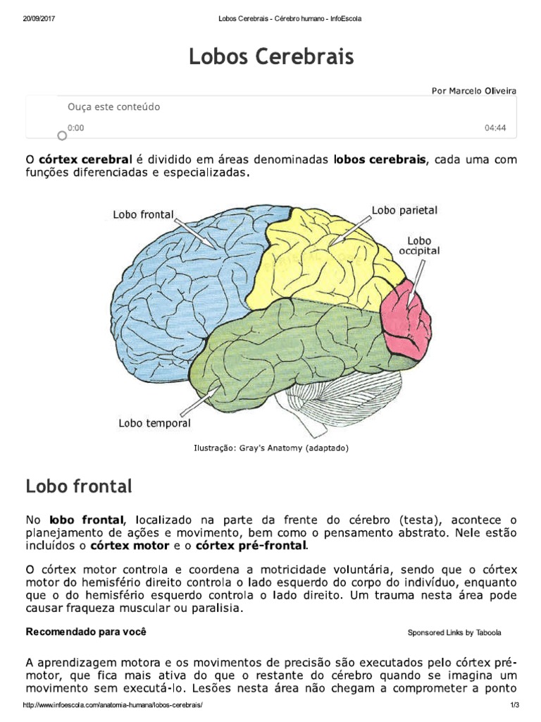 Lobos Cerebrais - Cérebro Humano - InfoEscola