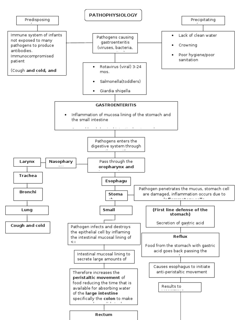 Gastroenteritis - Pathology & Physiology | Gastrointestinal Tract | Stomach