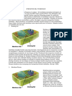 Struktur Sel Tumbuhan