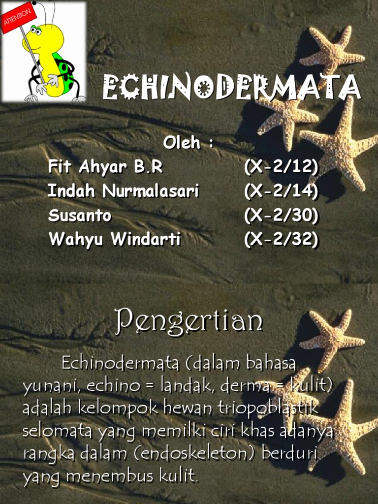 Filum Echinodermata Kelompok 5 X2
