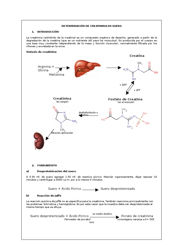 Método Jaffé para Determinar Creatinina | PDF | Creatinina | Química