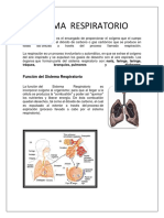 Sistema Respiratorio