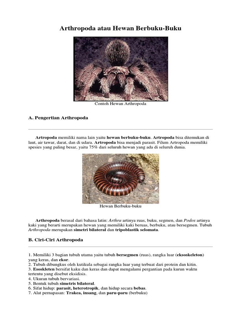 Arthropoda Atau Hewan Berbuku