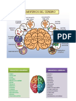 El Cerebro . Los Hemisferios y Funciones (1)