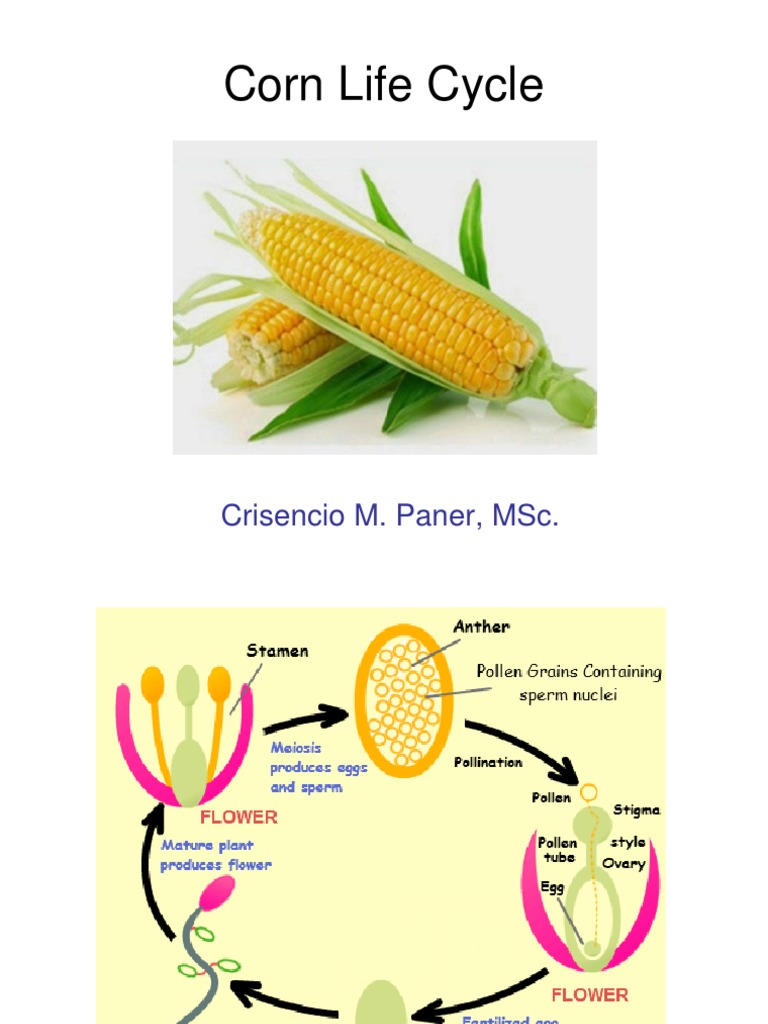 Corn Life Cycle: Crisencio M. Paner, MSC | PDF | Sports & Recreation