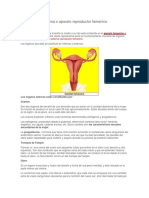 Sistema Reproductor Femenino y Masculino