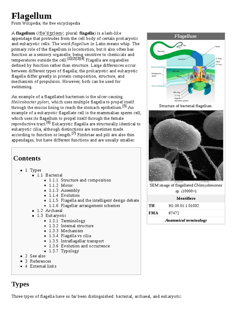 Flagellum Organisms Cell Biology