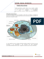Celula Eucariota 2