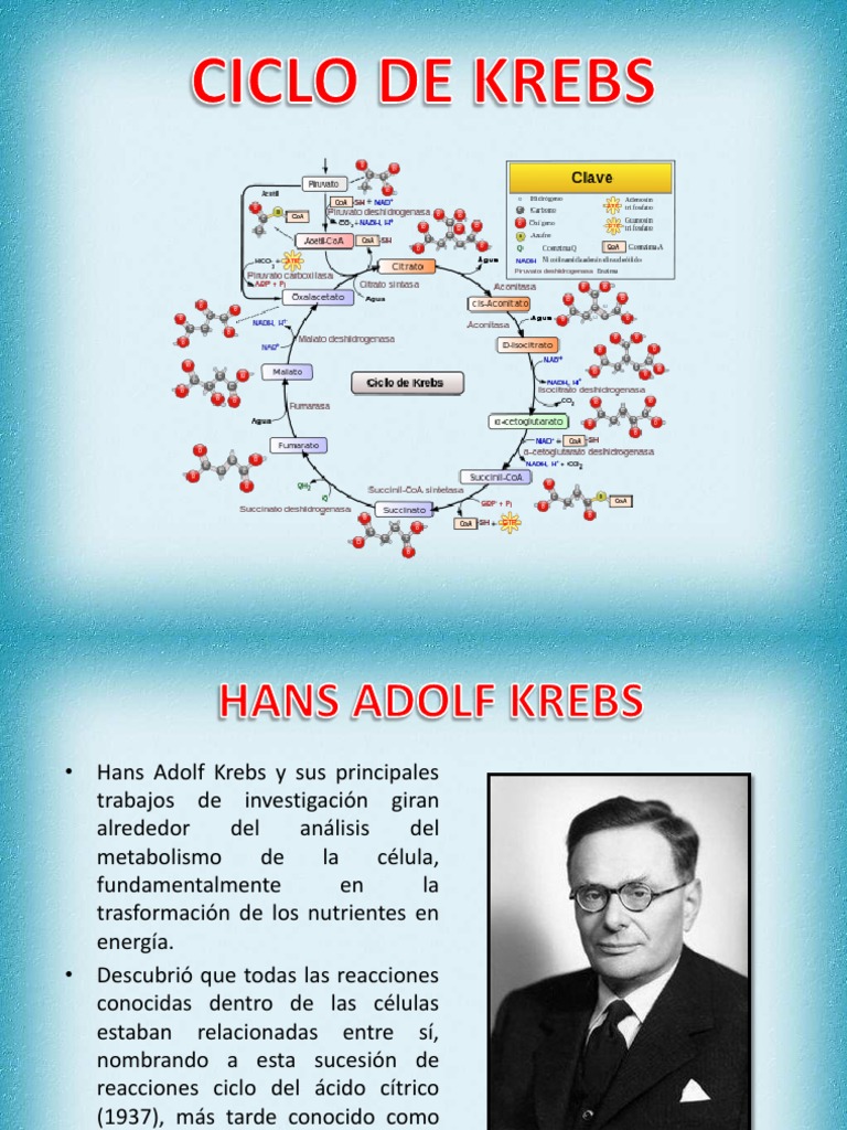 CICLO DE KREBS.pptx Ciclo de ácido cítrico