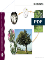 Clasificación y Formas de Desarrollo - Vegetales PDF