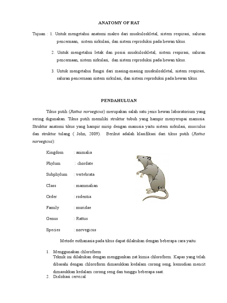 Laporan Praktikum Anatomi Tikus