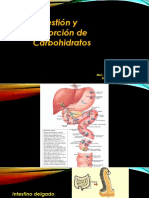 Digestion y Absorcion de Carbohidratos Clase V Fevn 2017 1