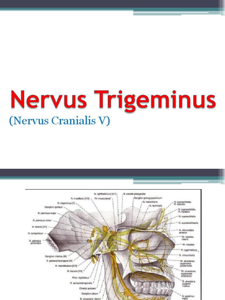 Nervus Trigeminus | PDF