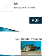 Ikan Belida (Chitala)