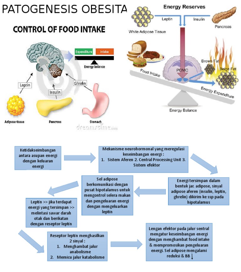 Obesitas: Menyingkap Tabir Hormon, Metabolisme, dan Neurobiologi