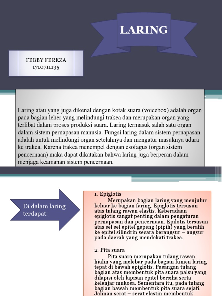 Epiglotis Merupakan Struktur Yang Berfungsi Untuk - Berbagi Struktur