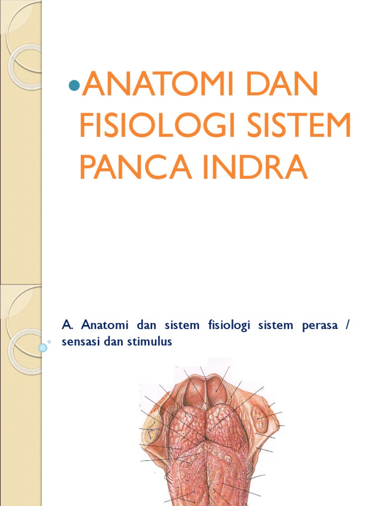 Anatomi Dan Fisiologi Sistem Panca Indra | PDF