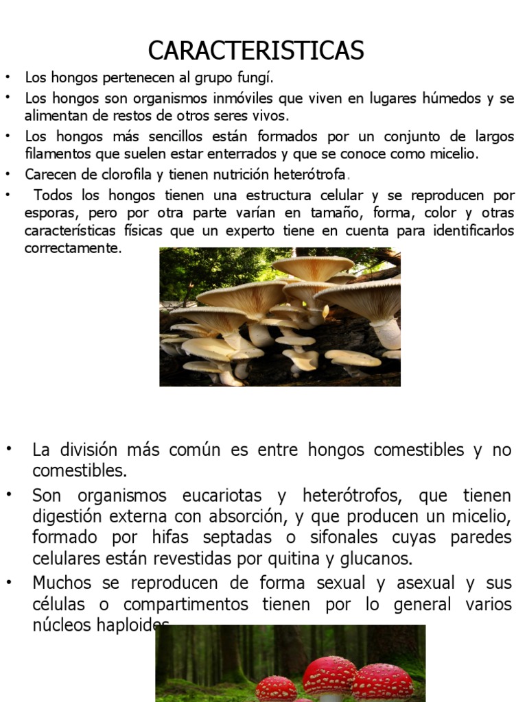 Caracteristicas de Los Hongos Hongo Célula (Biología)