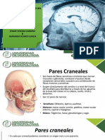 Pares Craneales.pptx.pdf
