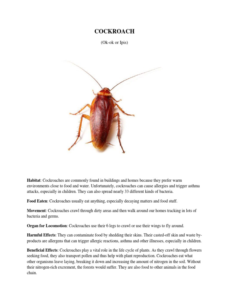 Cockroach | PDF | Wellness | Science & Mathematics