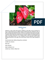 Anthurium: General Common Names: Tailflower, Flamingo Flower, and Laceleaf.: Anthurium: Genus