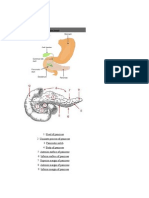 Pancreas and Spleen