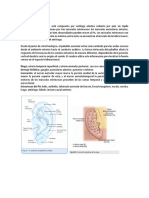 Pabellón Auricular