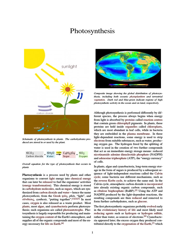 Understanding Photosynthesis Process | PDF | Photosynthesis | Chloroplast