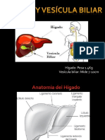 Anatomia de Hígado y Vesícula Biliar