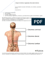 La Columna Vertebral Ó Raquis