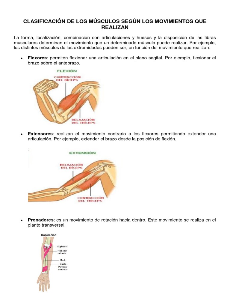 Clasificación de Los Músculos Según Los Movimientos Que