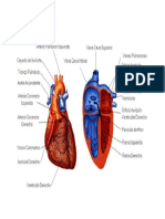 Trabajo de Naturales Corazon