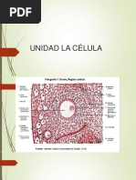 Clase -Membrana Plasmatica
