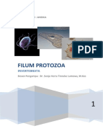 Protozoa